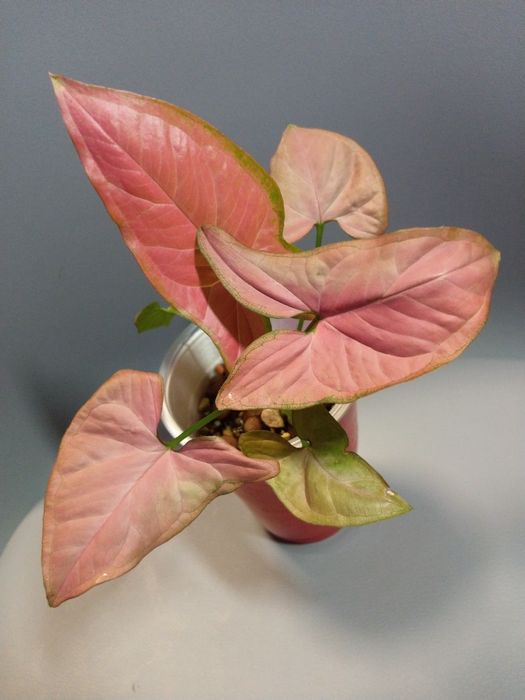 Syngonium Orm Nak