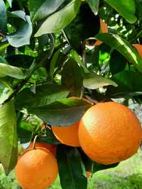 Citrinos - Laranjas, clementinas e tangerinas