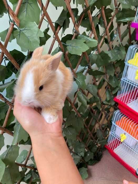 Coelhos Anões Mini Toy em Loja Profissional