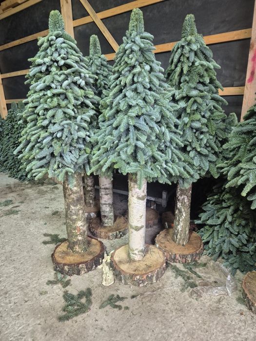 Choinka żywa jodła kaukaska na pniu 120cm Radom wysylka