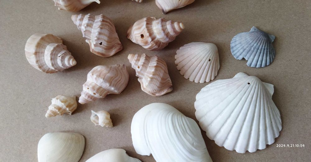 Zestaw muszli morskich