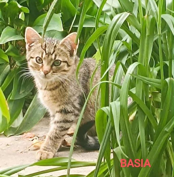 Z działek prosto do SERCA - potrzebna pilna adopcja