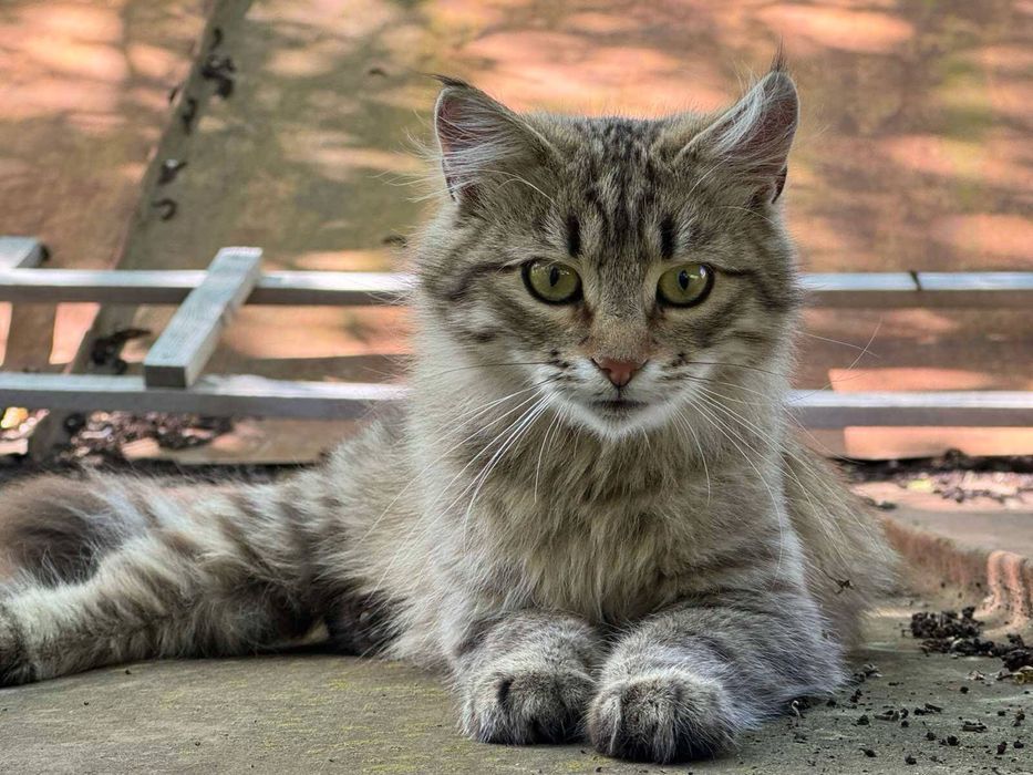 Кошенята в люблячі родини