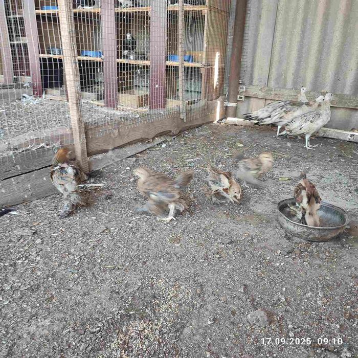 Кури Брама куропатчата,полосата зозуляста