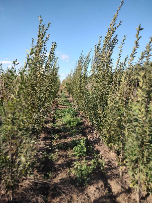 Grab kolumnowy Fastigiata