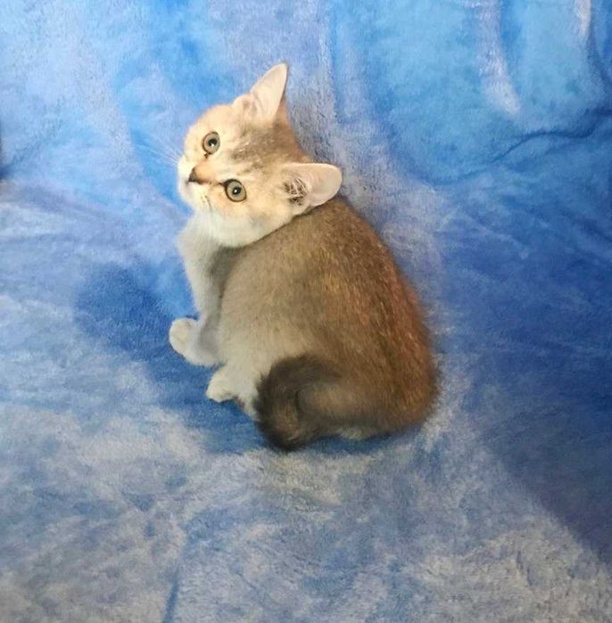 Очень умная чистокровная шотландская девочка тикированная шиншилла