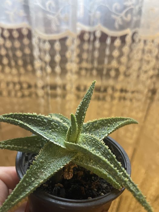 Алое декоративне червоне і зелене