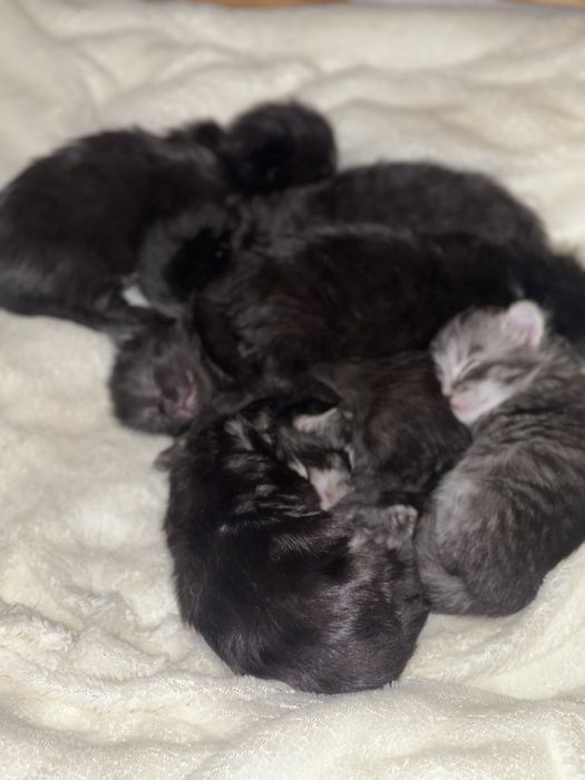 Мейн Кун кошенята