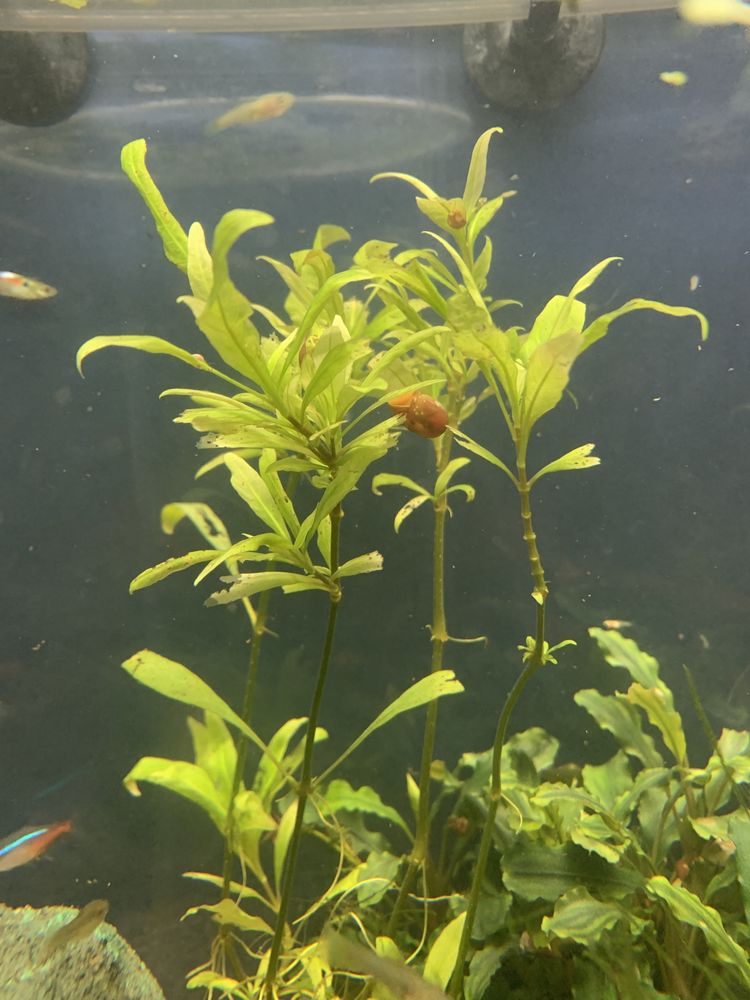 Caracois Planorbis
