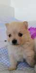 Spitz Lulu da Pomerânia