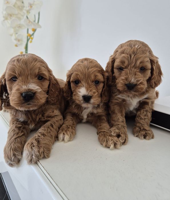 Cockapoo f1 Cocker spaniel - Pudel