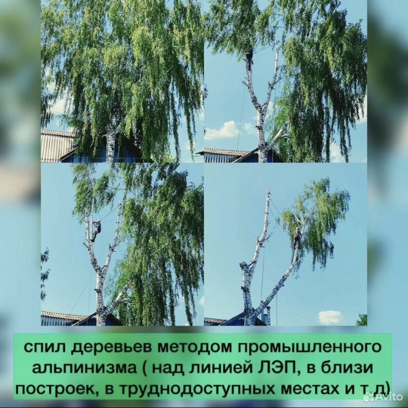 СПИЛ СЛОЖНЫХ деревьев дешево