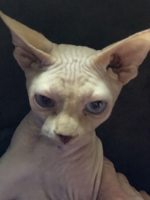 Котик сфінкс шукає родину