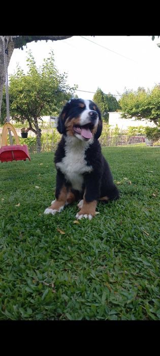 Bouvier Bernois com Pedigree