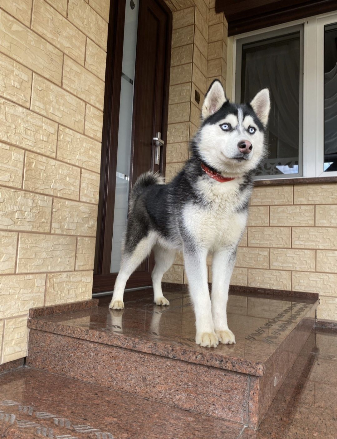 Husky Syberyjski