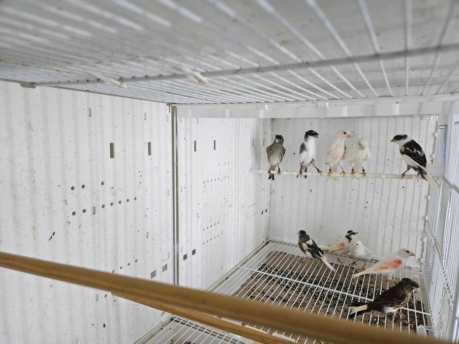 Canarios arlequim português