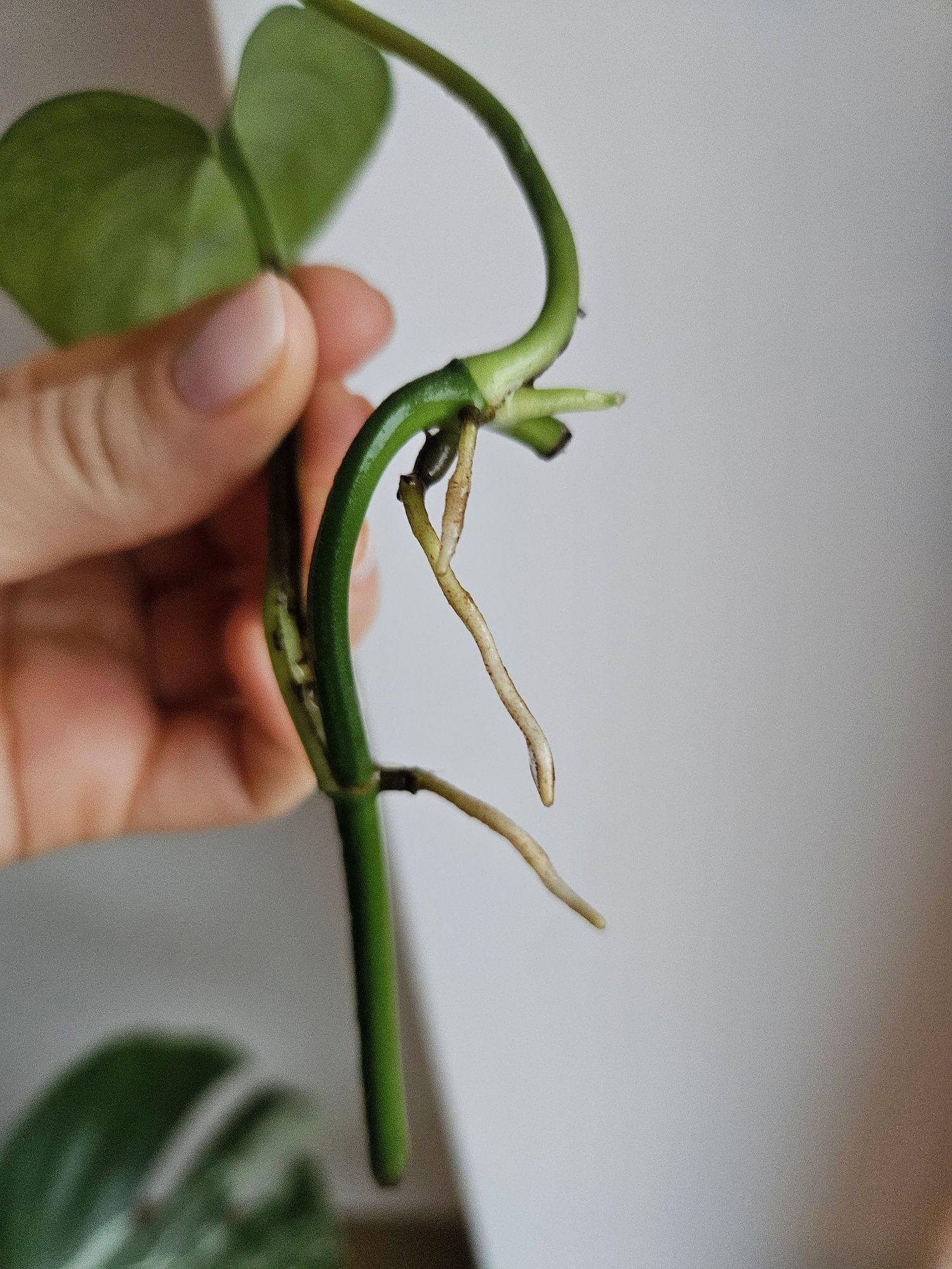Epipremnum Manjula Golden sadzonka pędówa ukorzeniona
