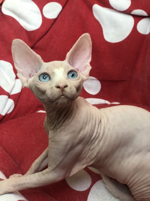 Сфинкс красотка !