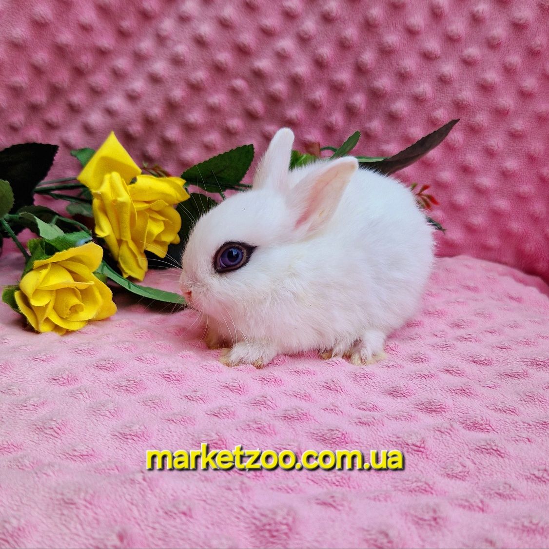 Карликовьій хотот миниатюрньій кролик карликові кролики Dwarf hotot