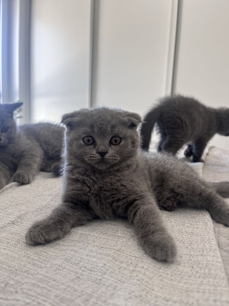 Gatinha Scottish fold