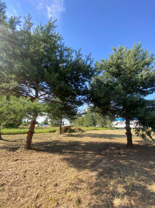 Działka Gajków droga woj. 455 (Wrocław-Jelcz Laskowice-Oława) 30 Ar.