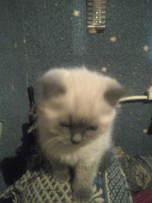 Продам маленького котика