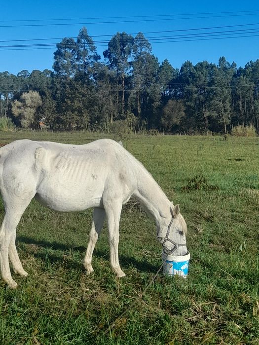 Vendo égua cheia