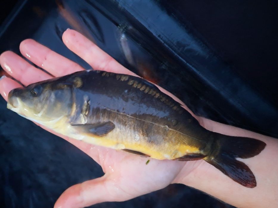 Lin kroczek 18-23cm Dostępny! Karp, Płoć, Amur