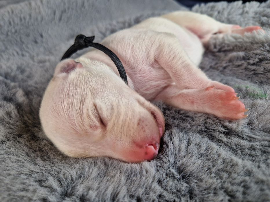 Suczka Chart Angielski Whippet FCI