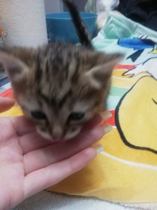 Dá-se gatinhos bebes