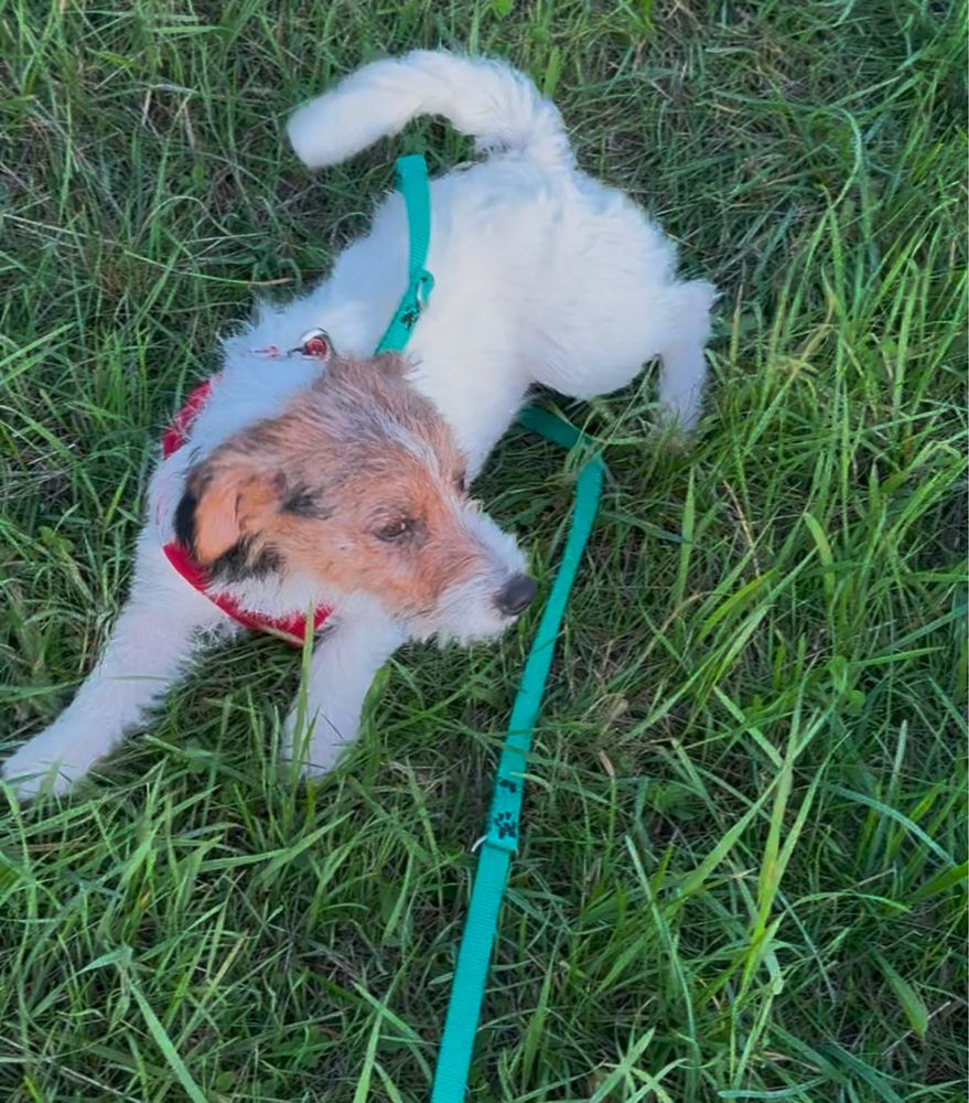 Jack Russell Terrier ZkwP FCI.