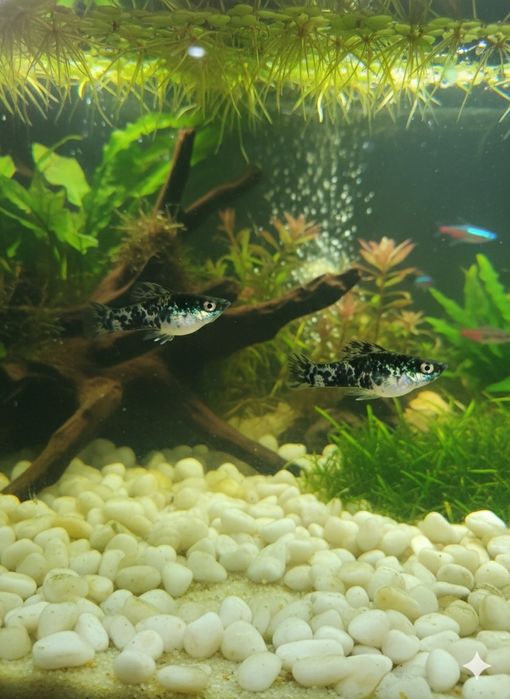 Vendo estes dois peixes moly