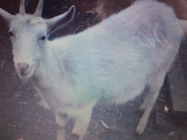 Продам зааненську козу минув рік, має окотитись  на початку  червня.