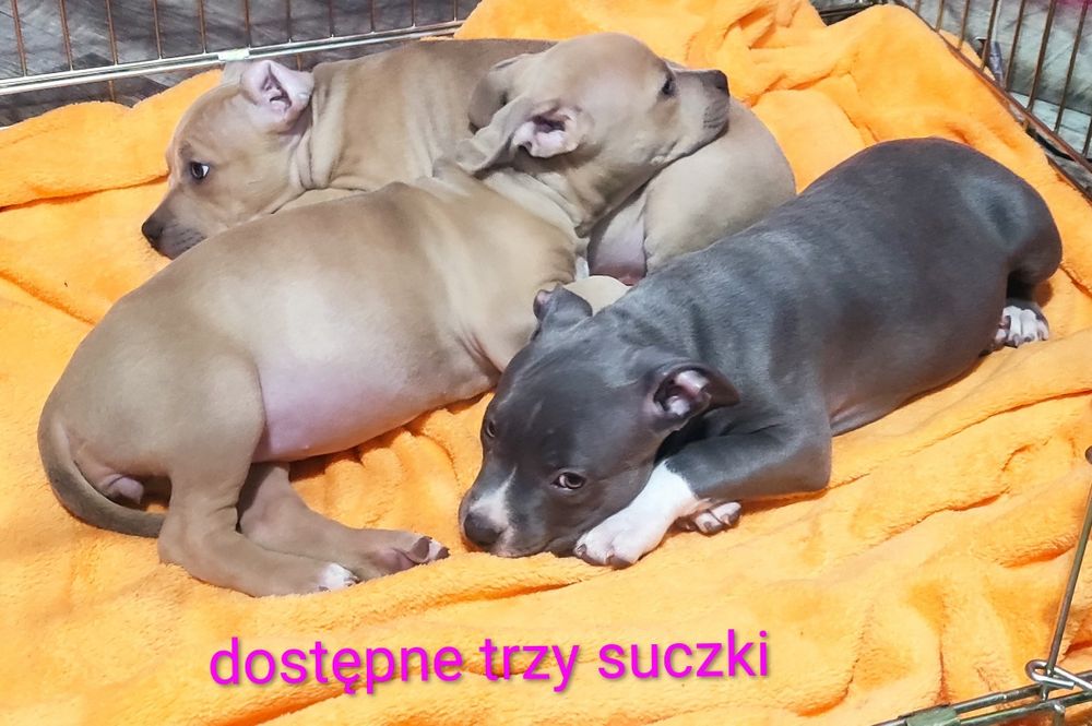 Suczki Amstaff Blue i liliowe