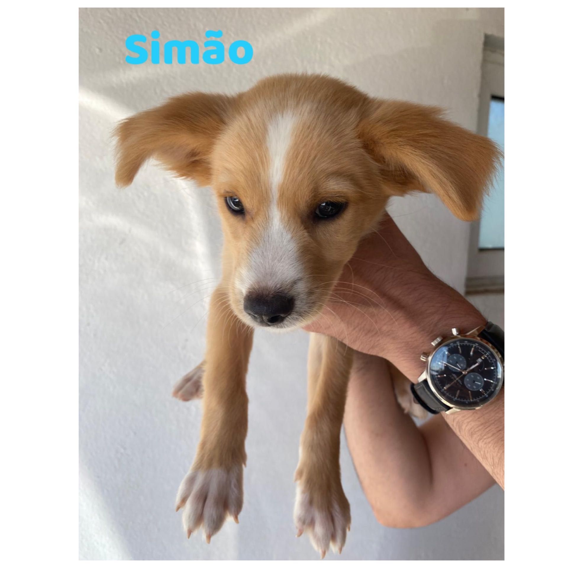 Cachorrinhos 2 meses adoção responsável