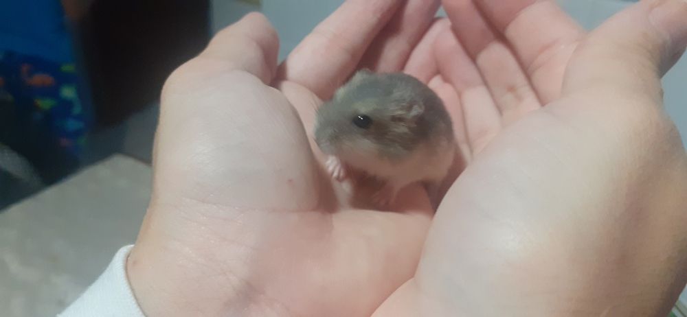 Hamster russo  para venda