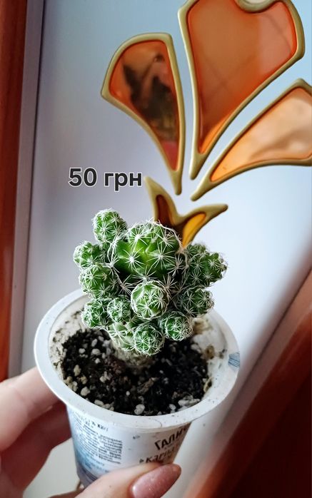 Кактуси, хавортія, суккулентні