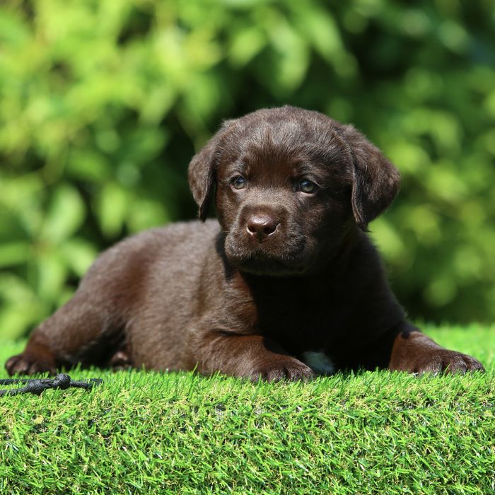 Цуценя / цуценята Лабрадор Ретривер / щенок / щенки / щеня / щенята