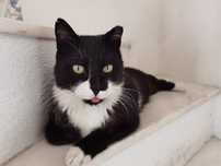 Gatinho já castrado para adoção