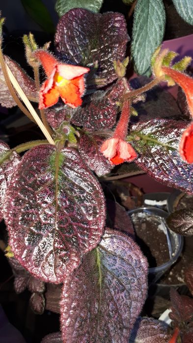 Эписция- Silver fog, Mondi rock.