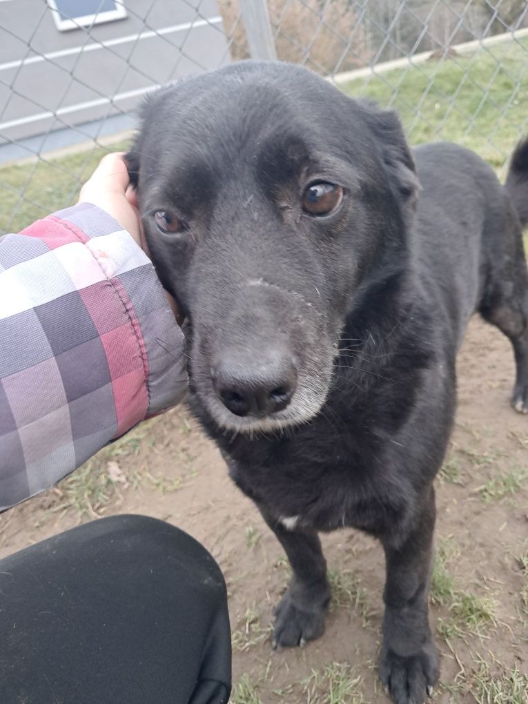 Dżonson do adopcji