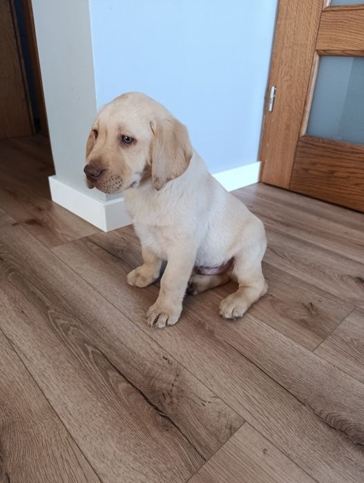 Labrador Retriever biszkoptowy pies