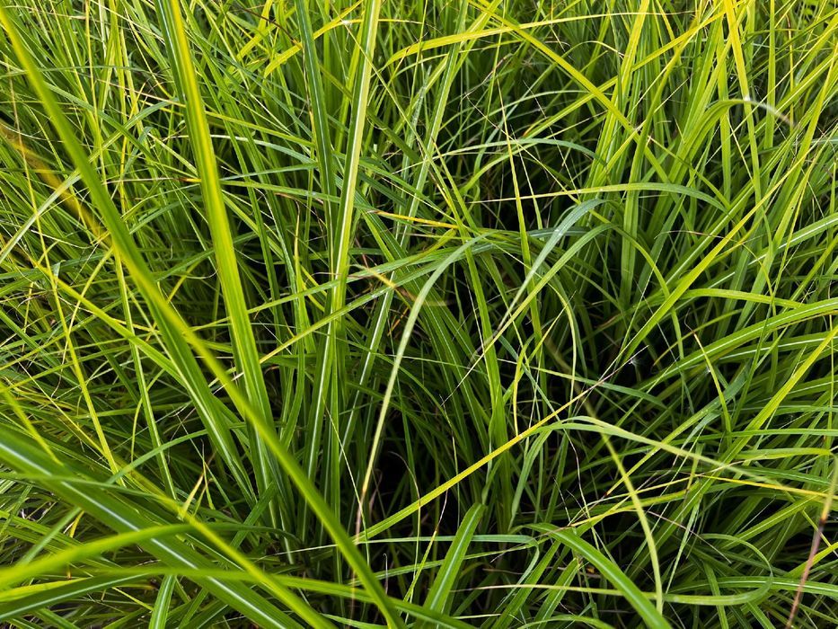 Miskant chiński 'Huron Sunrise' Miscanthus sinnesis