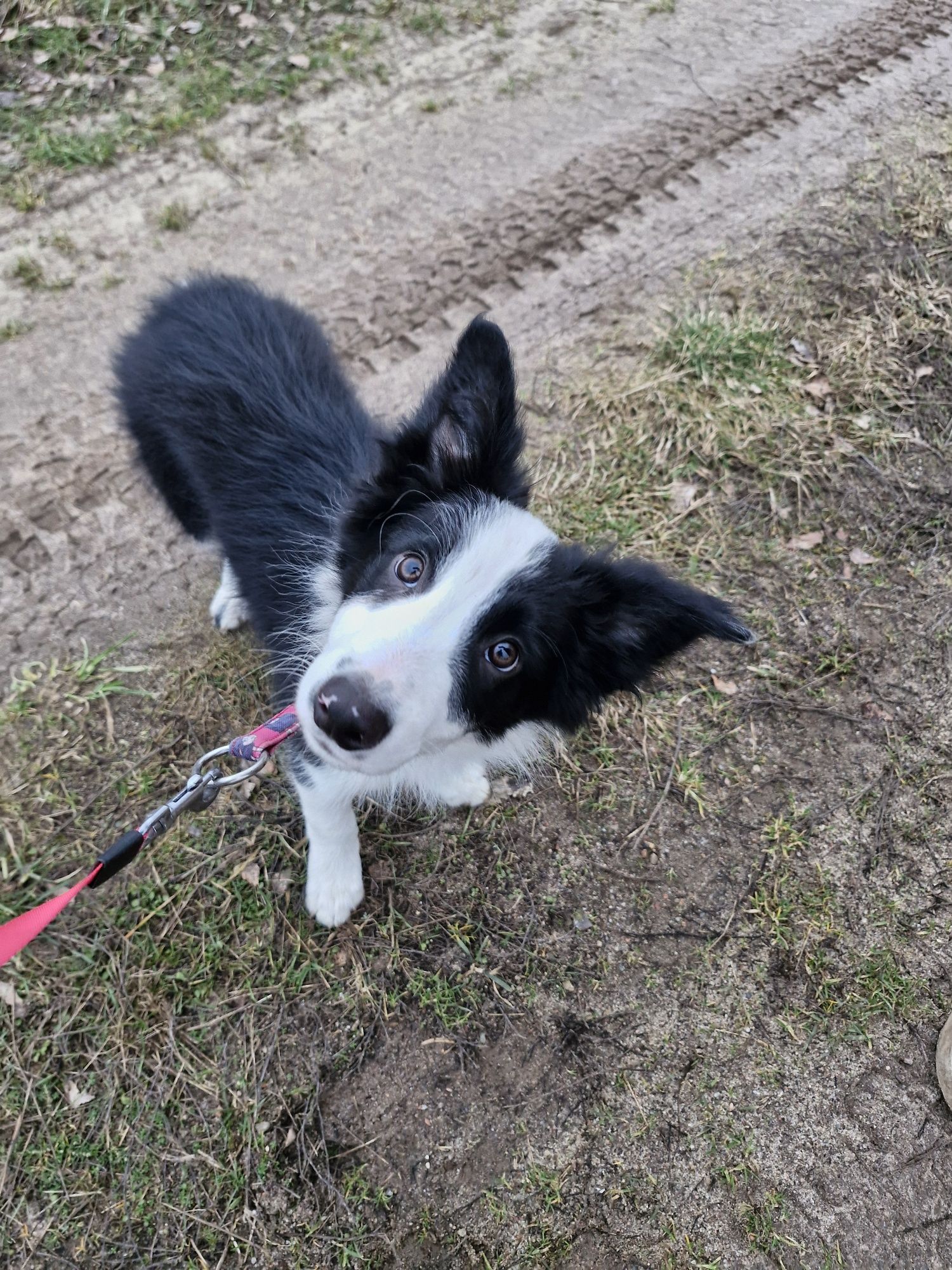 Border Collie ZKwP FCI linia vers - Ostatnie dwa szczeniaczki!