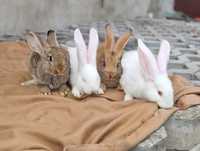 Olbrzymy belgijskie króliki.