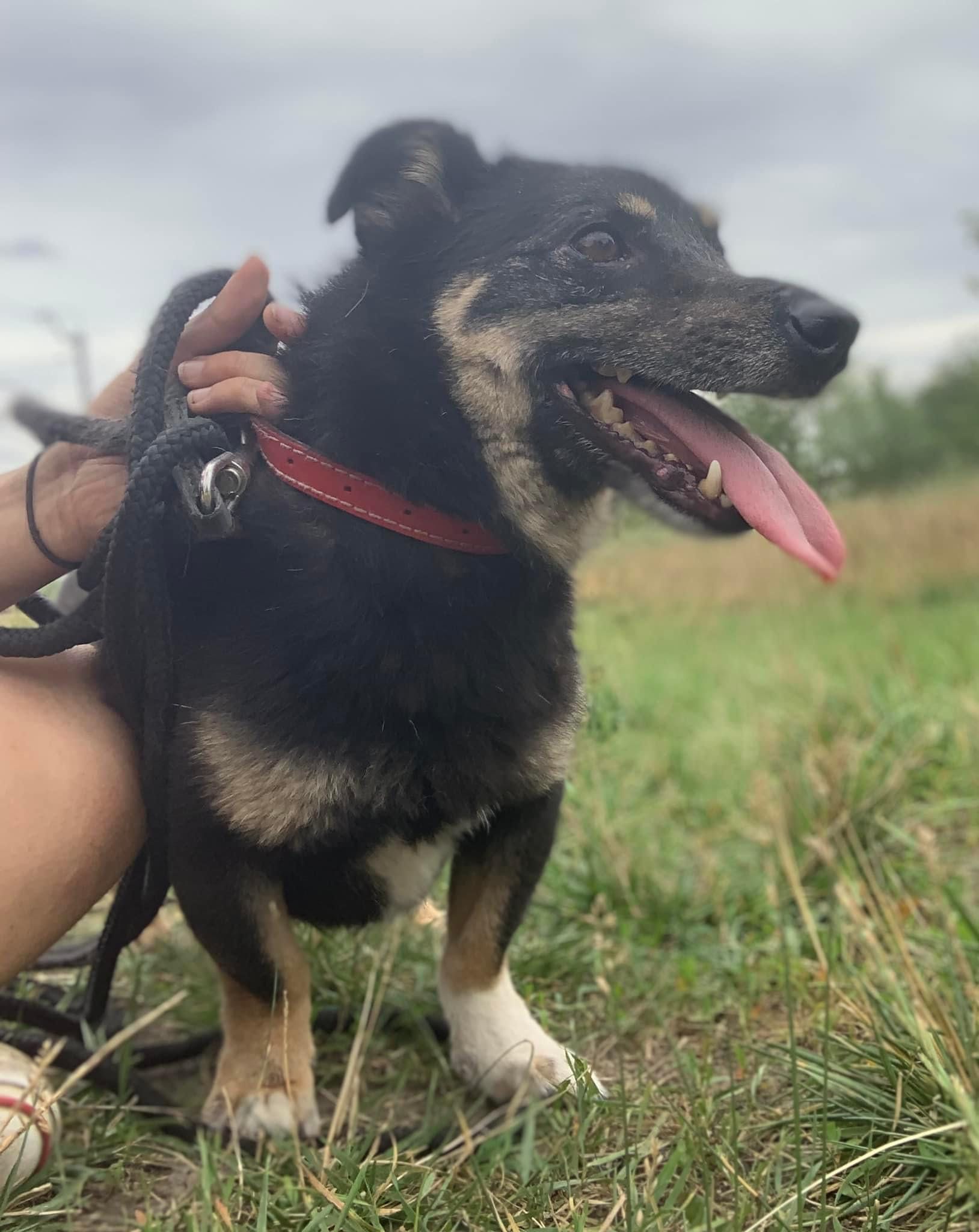 Szwejk do adopcji!