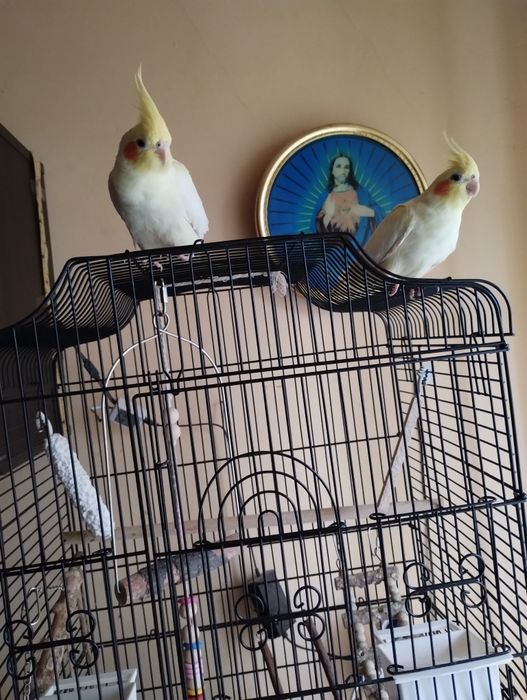 Sprzedam papugi nimfy z klatka para