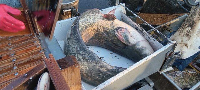 Sum europejski 15-40 kg