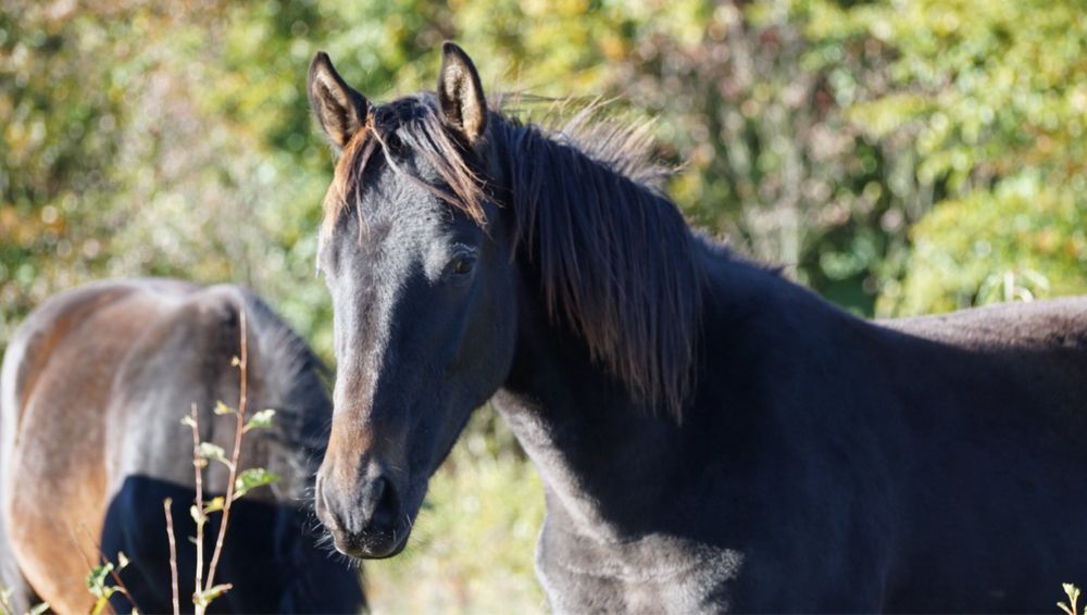 Roczny ogierek typ szlachetny