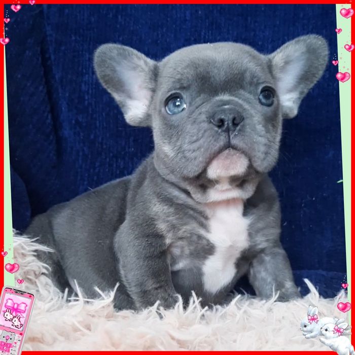 Грайливе бульдожатко